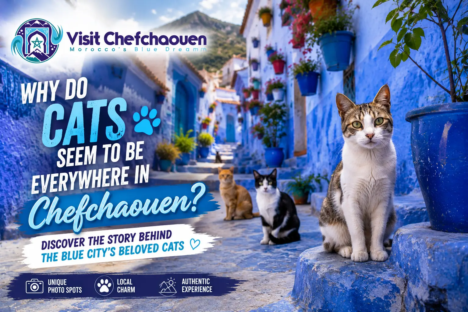 Why Do Cats Seem To Be Everywhere in Chefchaouen?